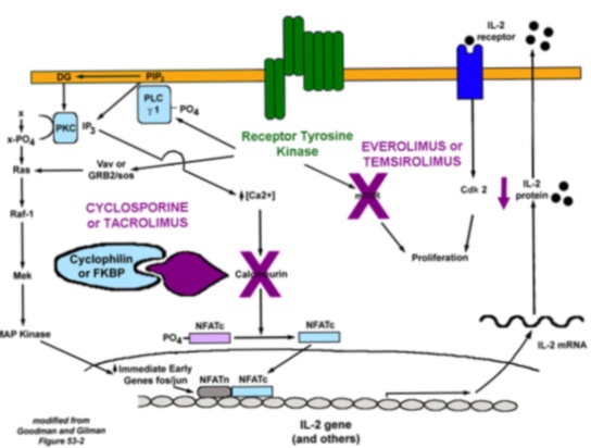 tacrolimus